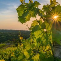 Weinberge in Knittlingen
