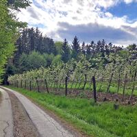Apfelrundweg, Gemeinde Etzersdorf-Rollsdorf, Oststeiermark