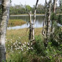 Wollgras am Wildsee