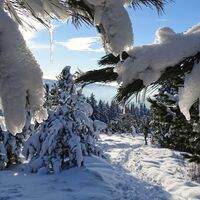 Einsam durch den Wald