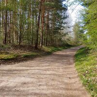 Waldweg im Stadtwald Quedlinburg