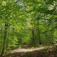 Weg auf dem Rücken des Röderkopf nahe Münchweiler an der Rodalb