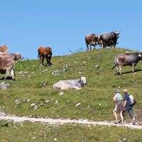 Wanderer und Kühe auf dem Breitenberg