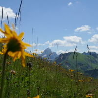 Arnika und im Hintergrund der Hochvogel