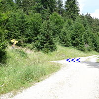 links geht´s auf der Forststraße weiter