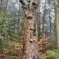 Baum im Gemeindegebiet Seyfrieds_Wolfsegg