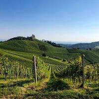 Blick ins Weinland