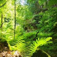Blick auf den Kuhfelsen im Clauser Tal