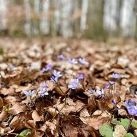 Blumen - Rundweg am Goethestein