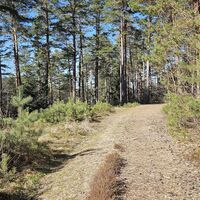 24.5 km Traumhafter Föhrenwald