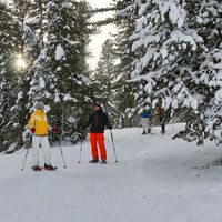 Im Zirbenwald