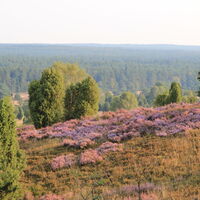 Blick vom Wilseder Berg auf dem Leine Heide Radweg