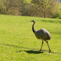Nandu auf der Schelinger Viehweide