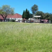 Pferde am Liebfrauenberg