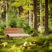 Wald sein