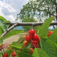 Radweg an den Obstplantagen