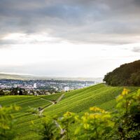 Ausblick vom Wartberg | Weinstadt Heilbronn | HeilbronnerLand