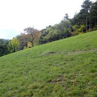 Wiese