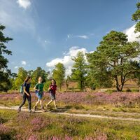 Wandern durch die Heide am Büsenbachtal