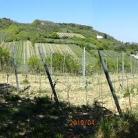 am Weg zurück nach Pfaffstetten