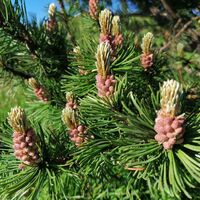 Wildschönau Gratlspitze