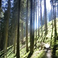 Schattige Waldwege spenden Abkühlung an heißen Sommertagen