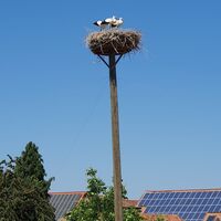 Storchennest im Glockenzehnten am Parkplatz Hofschänke Winden