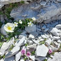 Alpenmohn