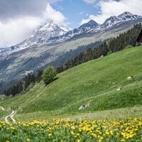 Blumenwiesen bei Migliè zwischen Brigels und Waltensburg