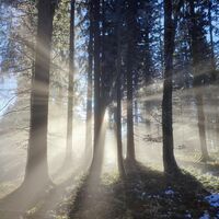 Lichtspiele an der Nebelgrenze