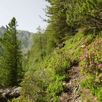 teilweise gibt es sogar leichte Steigspuren zu erkennen, jedoch sind die oft auch von Wildtieren