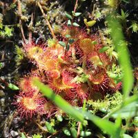 Sonnentau im Pfrontener Moor