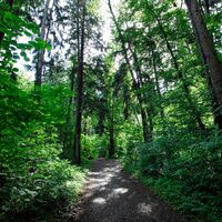 Schaaner Wald