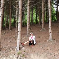 Schöner Wald