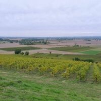 Blick auf die Weinberge