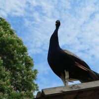 St. Leonhard - Waidhofen - Amstettner Hütte