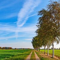 Ein von Birken umsäumter Feldweg in der Nähe von Sittensen