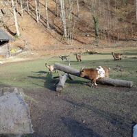 Tiergehege mit Ziegen