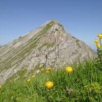 vor dem Gipfel widmen wir uns der Alpenflora - viele Blumen gibts zu sehen - hier die Trollblume