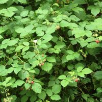 Salzgitter Höhenzug, Waldhimbeeren an Wanderweg 22