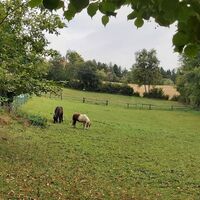 Pferdekoppel, Naturpark Pöllauer Tal in der Oststeiermark