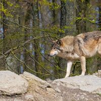 Bad-Mergentheim Wildpark