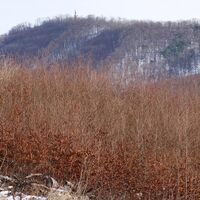 Am Weg zum Kammersberg