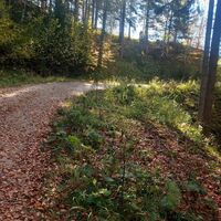 Weiter geht es der Forststrasse entlang bergauf