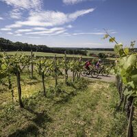 Genussradeln entlang der Weingärten in der Oststeiermark