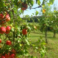 Apfelbaum mit Früchten