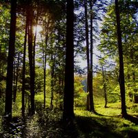 Waldlichtung