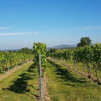Weinberge Zeutern