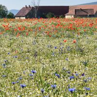 Blumenmeer auf dem Pfälzer Höhenweg