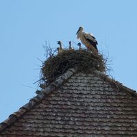 Storchennest - Storchenwanderweg Winden